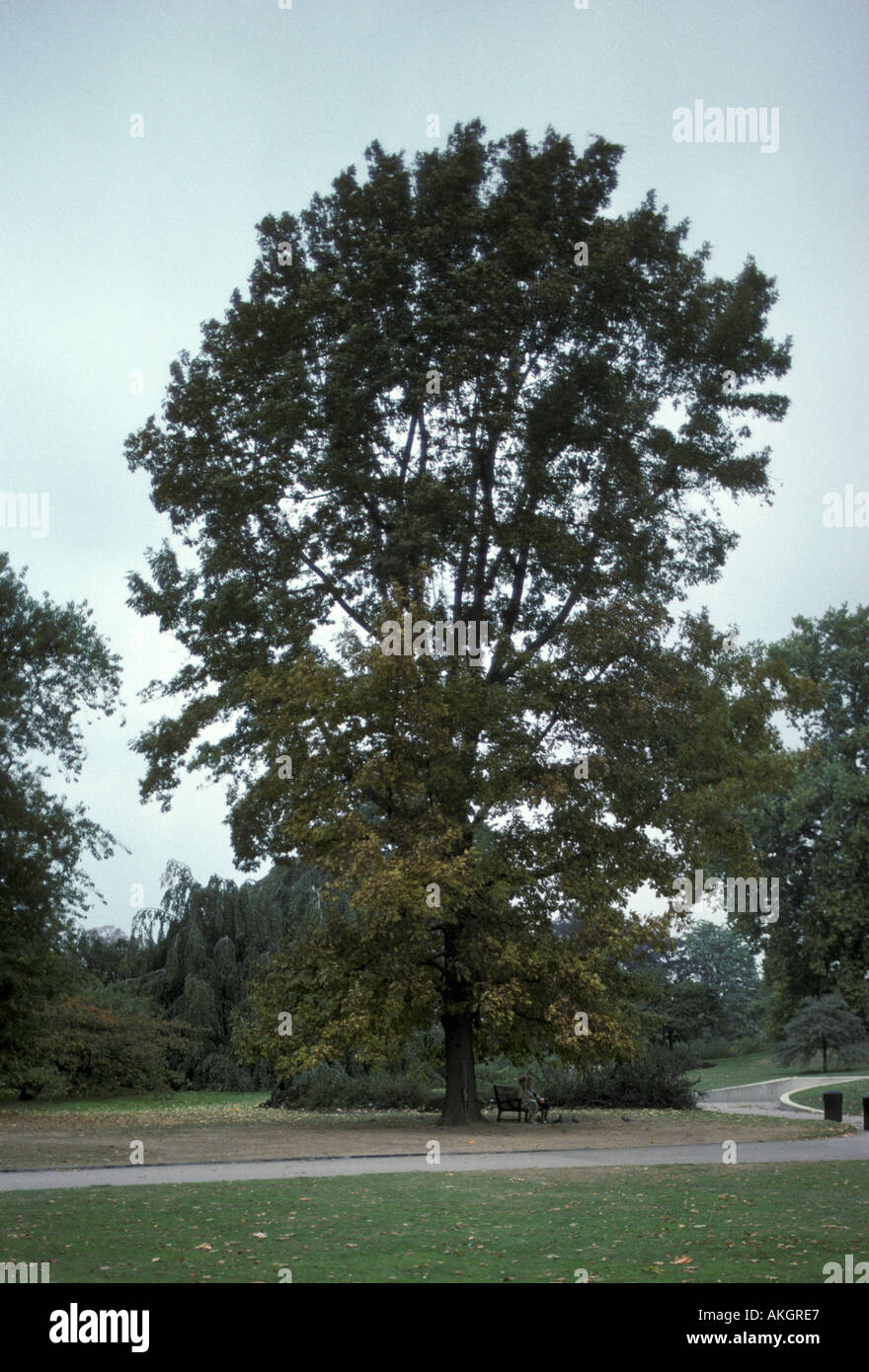Arbre vintage unique (empiècement) - Patine rouillé - Canada