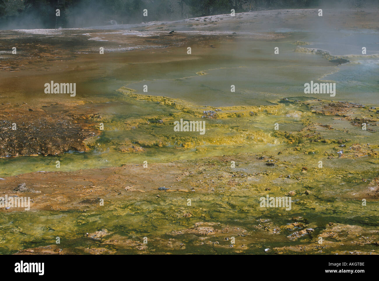 Sources Chaudes Geysers Nth America bactéries jaune algues poussant dans l'eau du geyser chaud West Thumb Geyser Basin Banque D'Images
