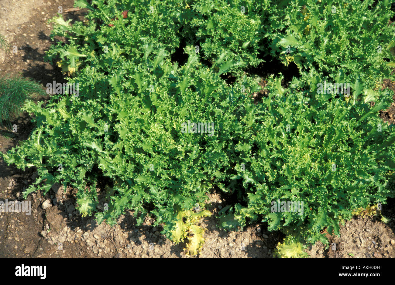 Cichorium endivia var. crispum Banque D'Images