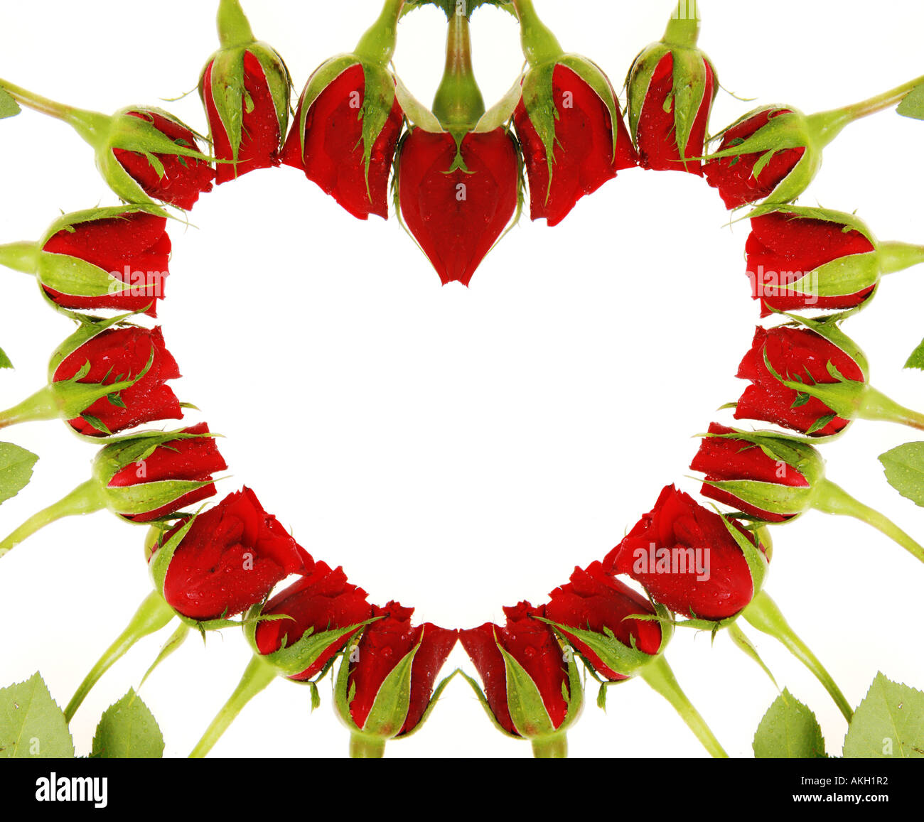 Roses rouges formant un coeur sur fond blanc Banque D'Images