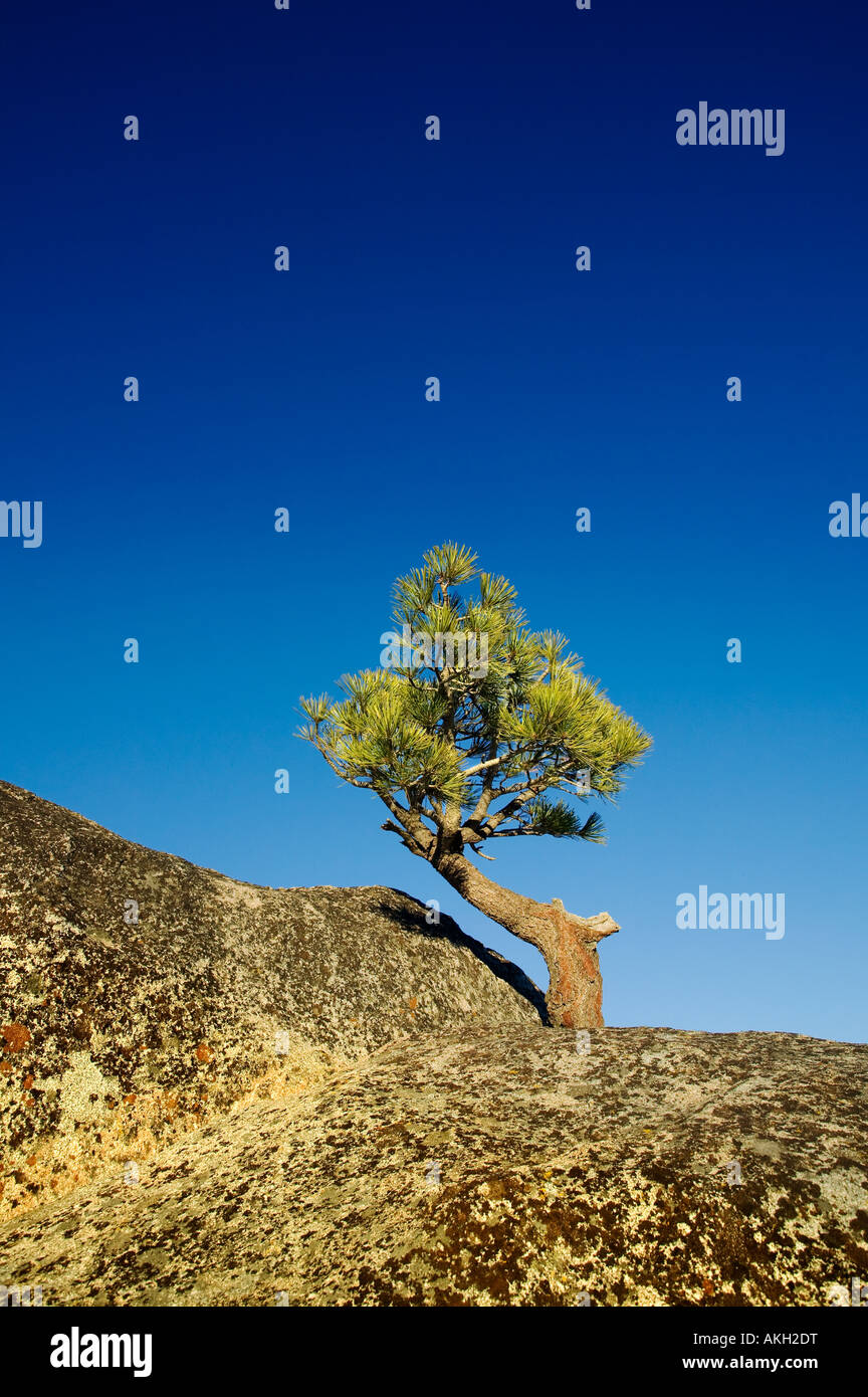 Lone Pine Tree, balayées par le Donner Pass Califorina Banque D'Images