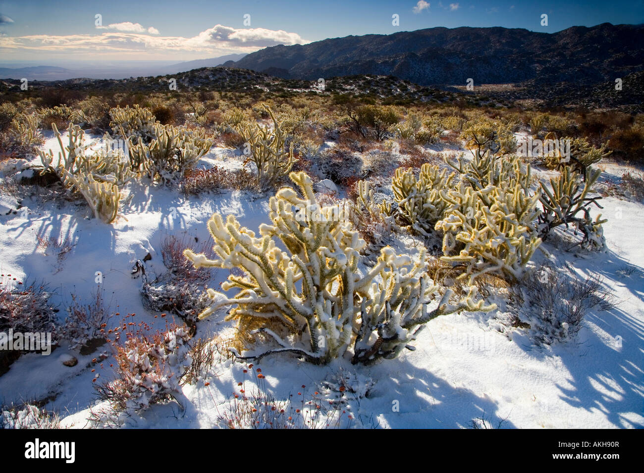 Couvert de neige Cholla Opuntia acanthocarpa Buckhorn Anza Borrego Desert State Park Borrego Springs Comté de San Diego en Californie Banque D'Images