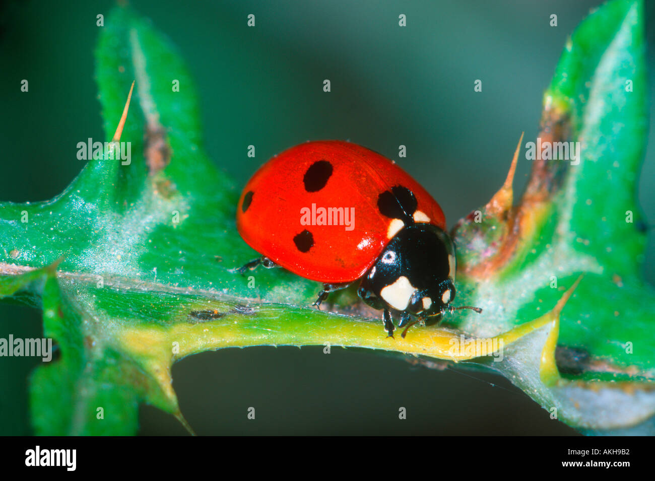 7-spot Ladybird, Coccinella 7-punctata. On leaf Banque D'Images