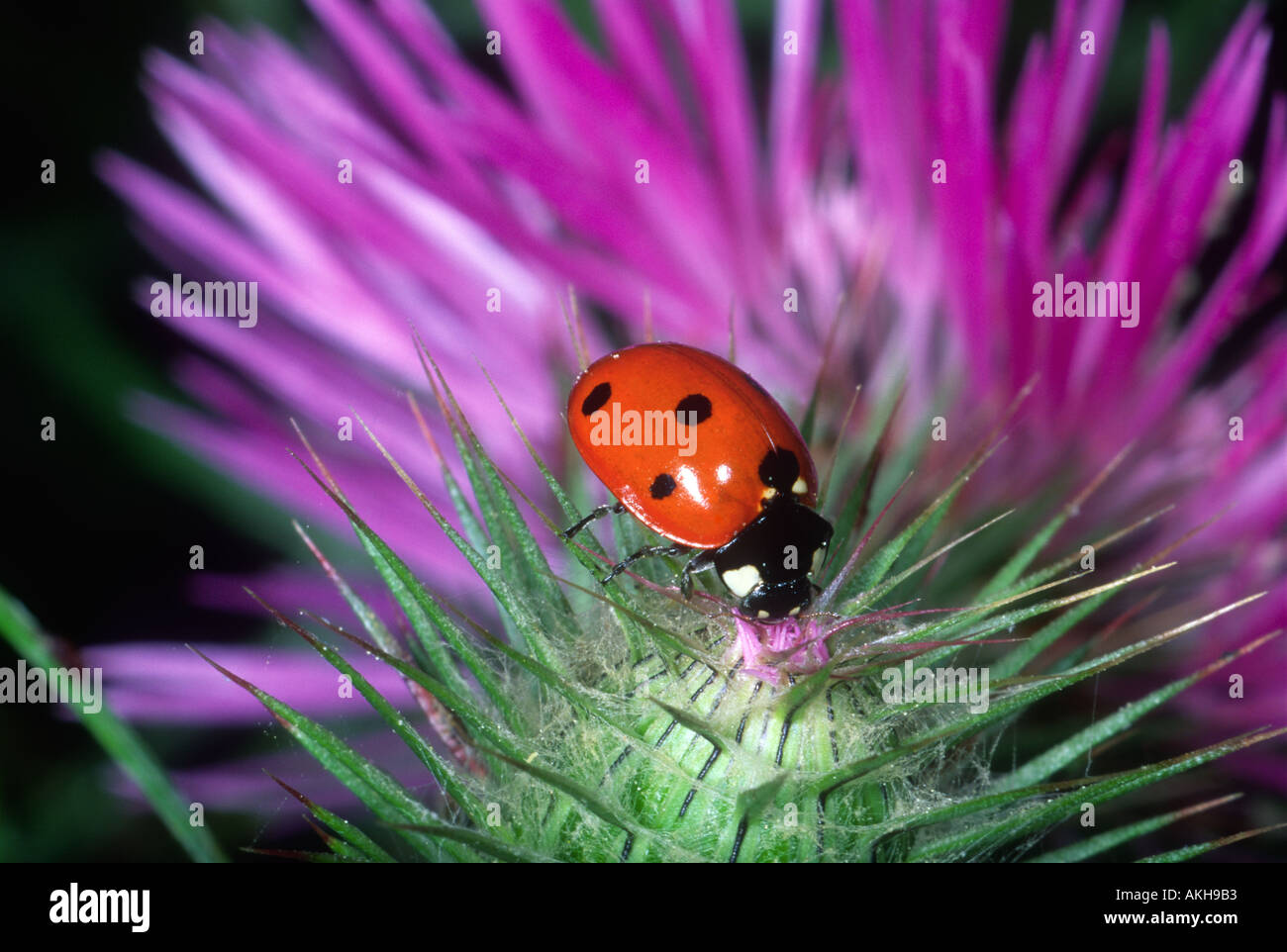 7-spot Ladybird, Coccinella 7-punctata. On flower Banque D'Images