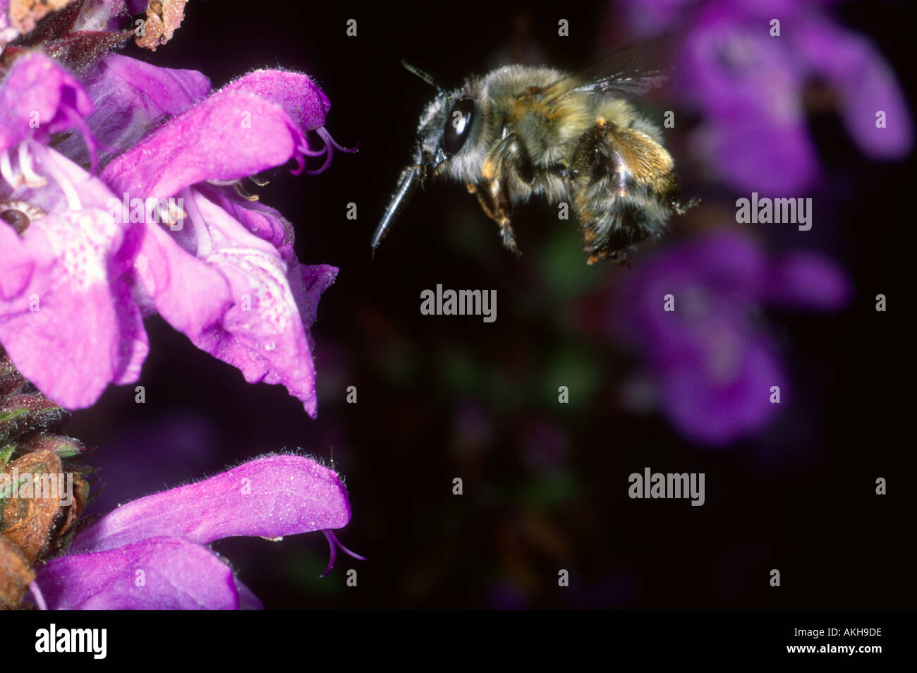 Bee, Anthophora sp. En vol près de fleurs Banque D'Images