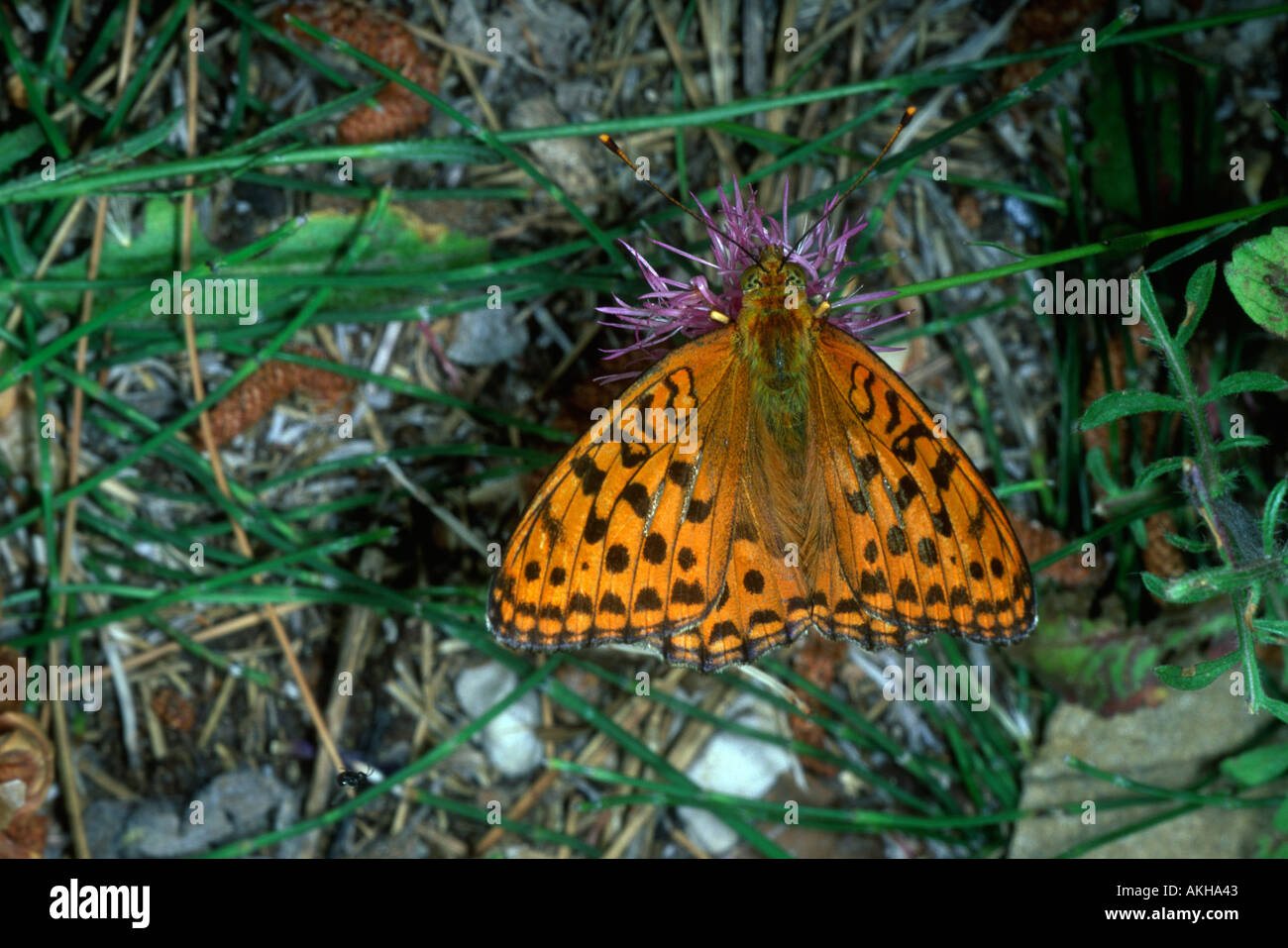 Silver-lavé Fritillary Argynnis paphia, Papillon. On flower Banque D'Images