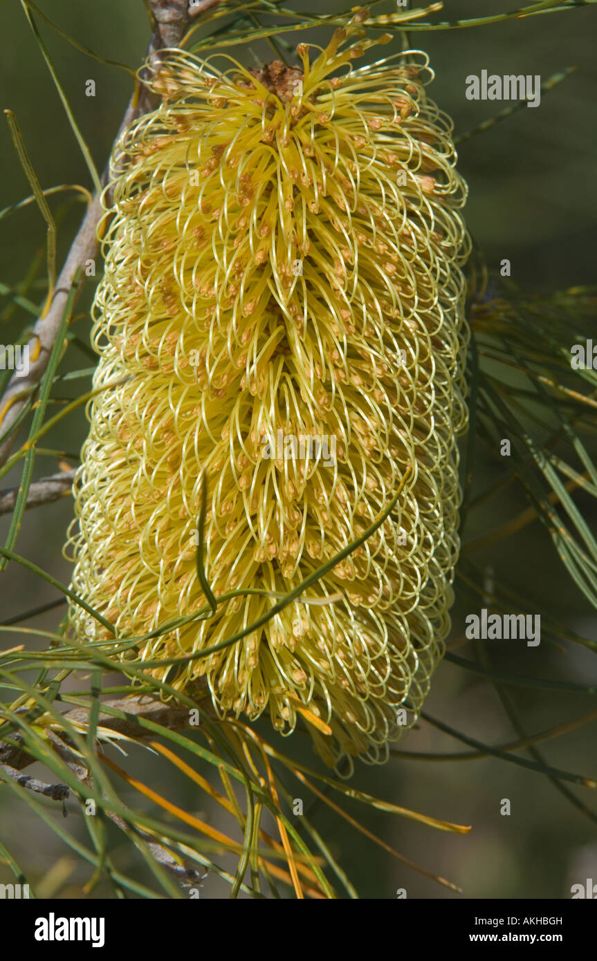 Banksia pin tricuspis) Inflorescence avec fleurs complètement ouvertes, Banksia Farm, Mount Barker, dans l'ouest de l'Australie, octobre Banque D'Images