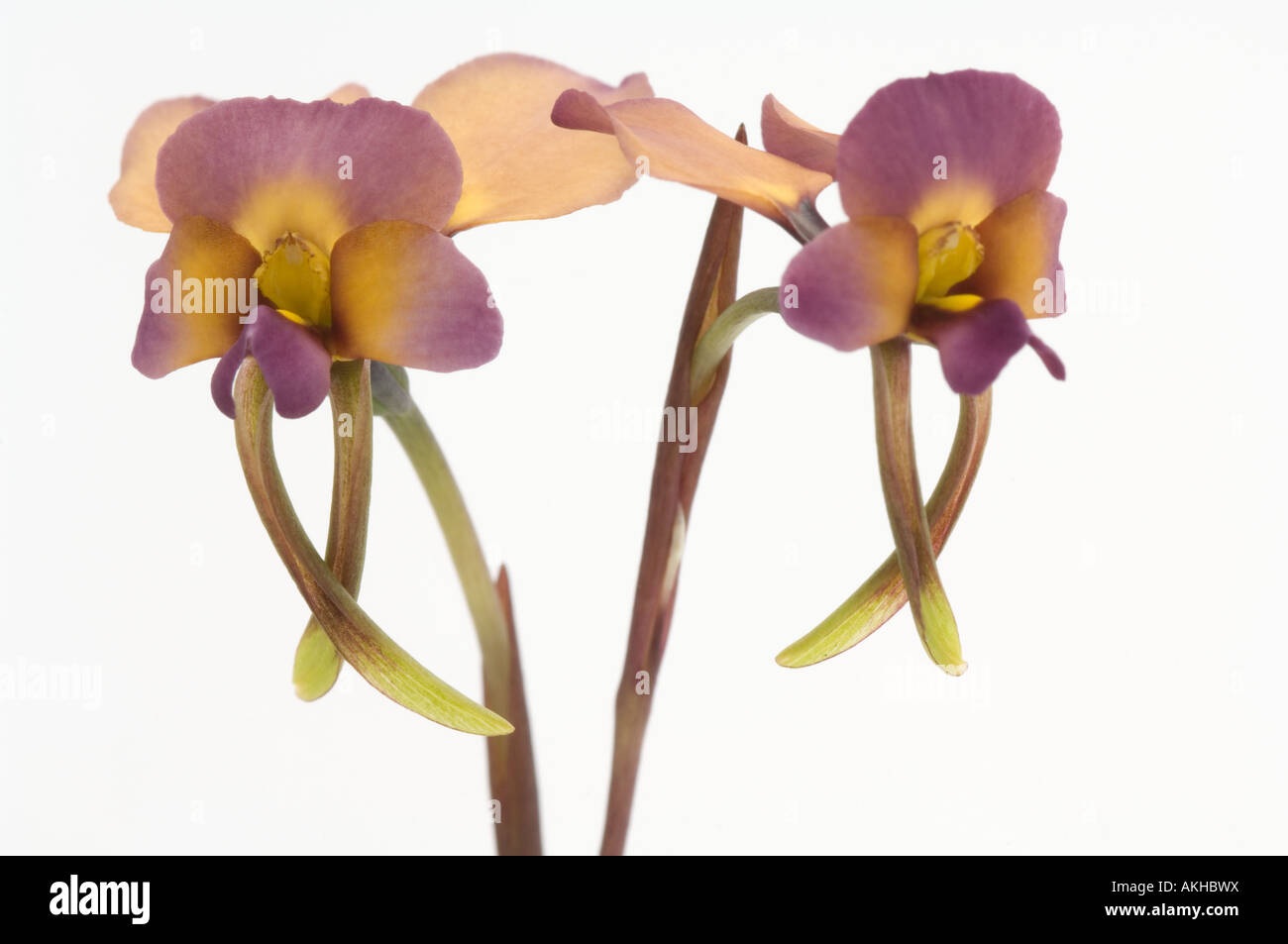 Diuris longifolia âne (Orchidée) gros plan de fleurs, fond blanc, Mont Barker, dans l'ouest de l'Australie, octobre Banque D'Images