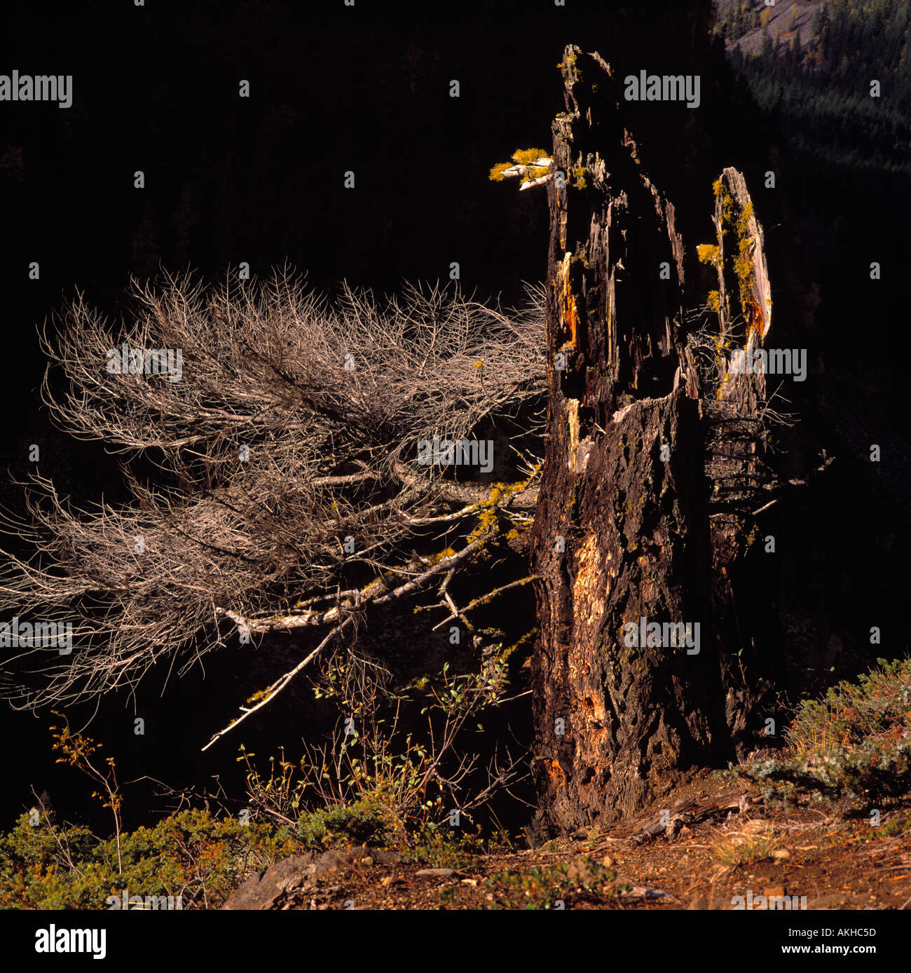 Un brisé et décomposé de souche d'arbre dans British Columbia Canada Banque D'Images