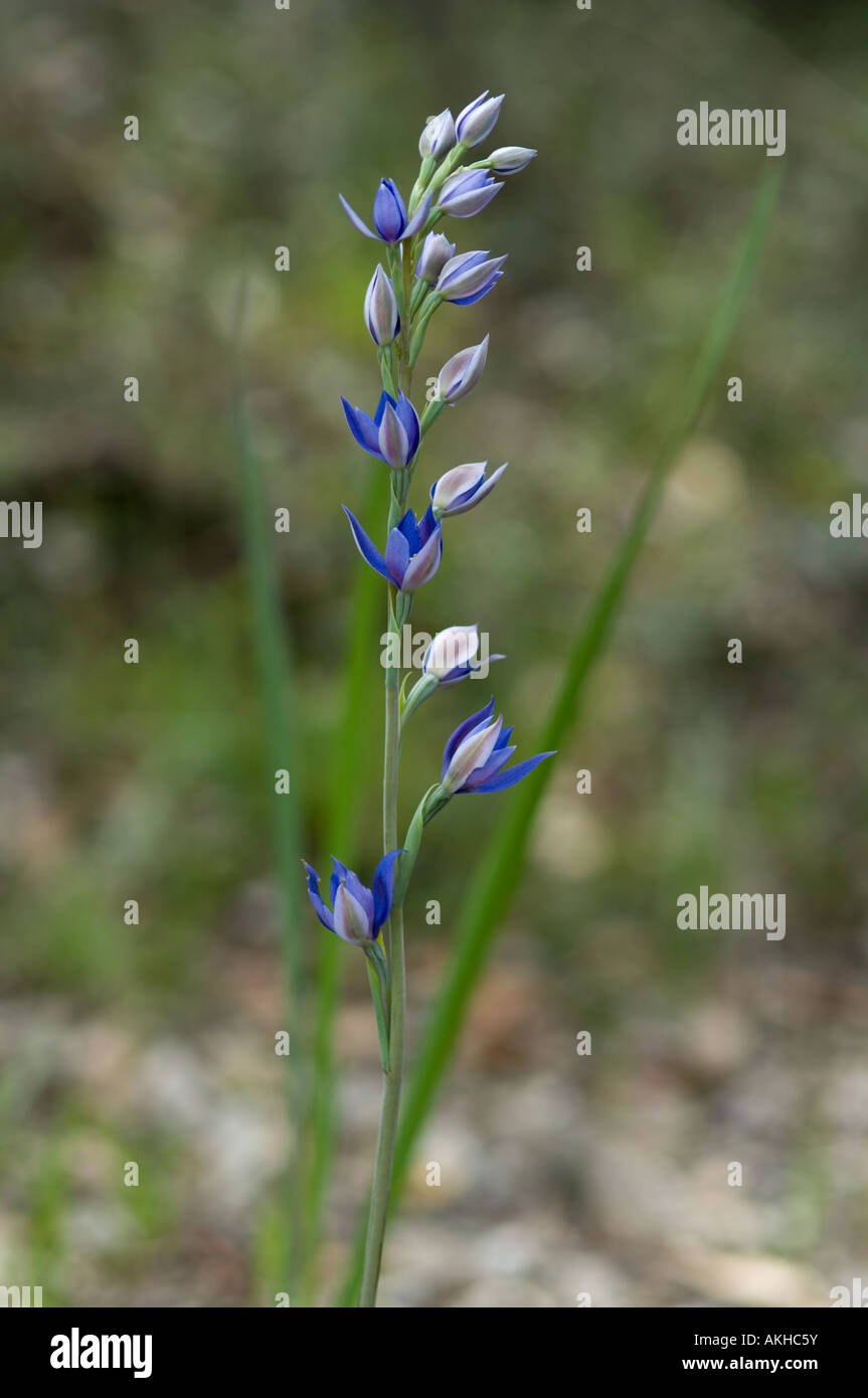Bien parfumé (Thelymitra macrophylla) ORCHIDÉE fleur, Mount Barker, dans l'ouest de l'Australie, octobre Banque D'Images