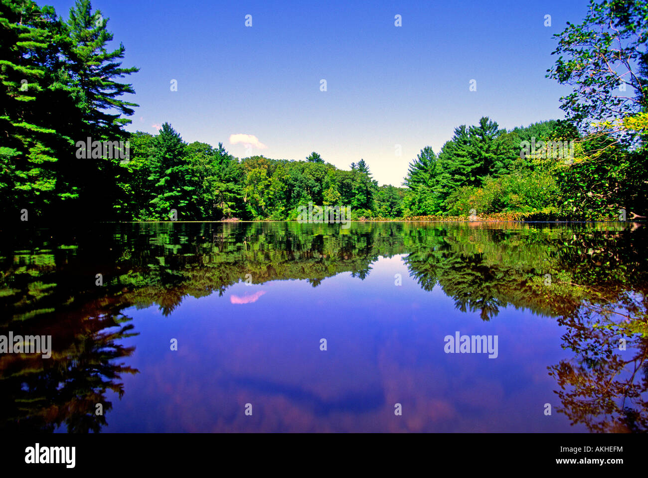 Étang d'été réflexions Banque D'Images