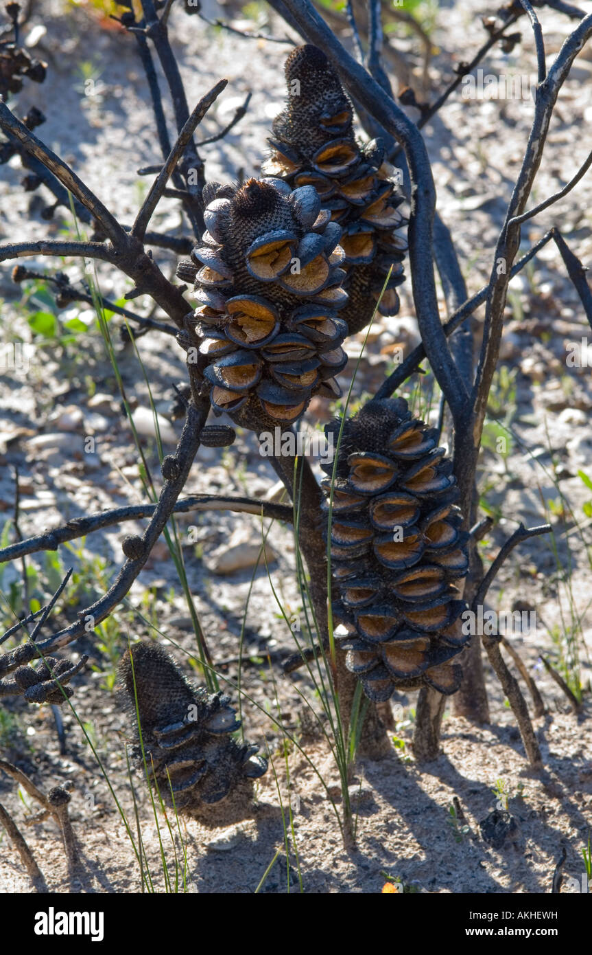 Western Mountain Banksia oreophila) cônes vides après incendie, Fitzgerald River N.P., l'ouest de l'Australie Banque D'Images