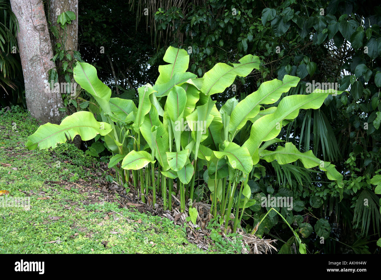 Petits plants de banane plantain dans une forêt tropicale Banque D'Images