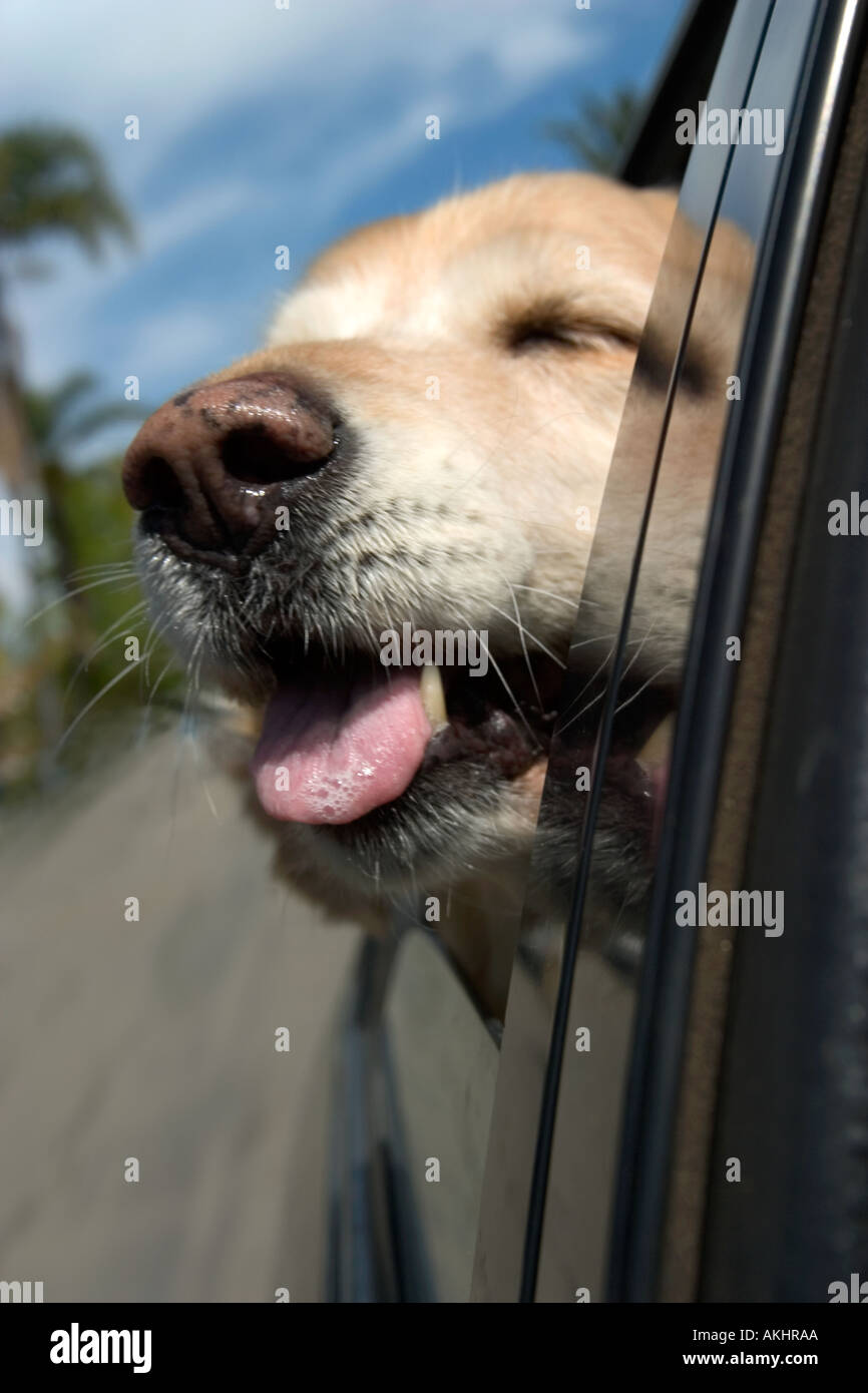 Image Drôle Dun Golden Retriever Avec Sa Tête Sortir De La