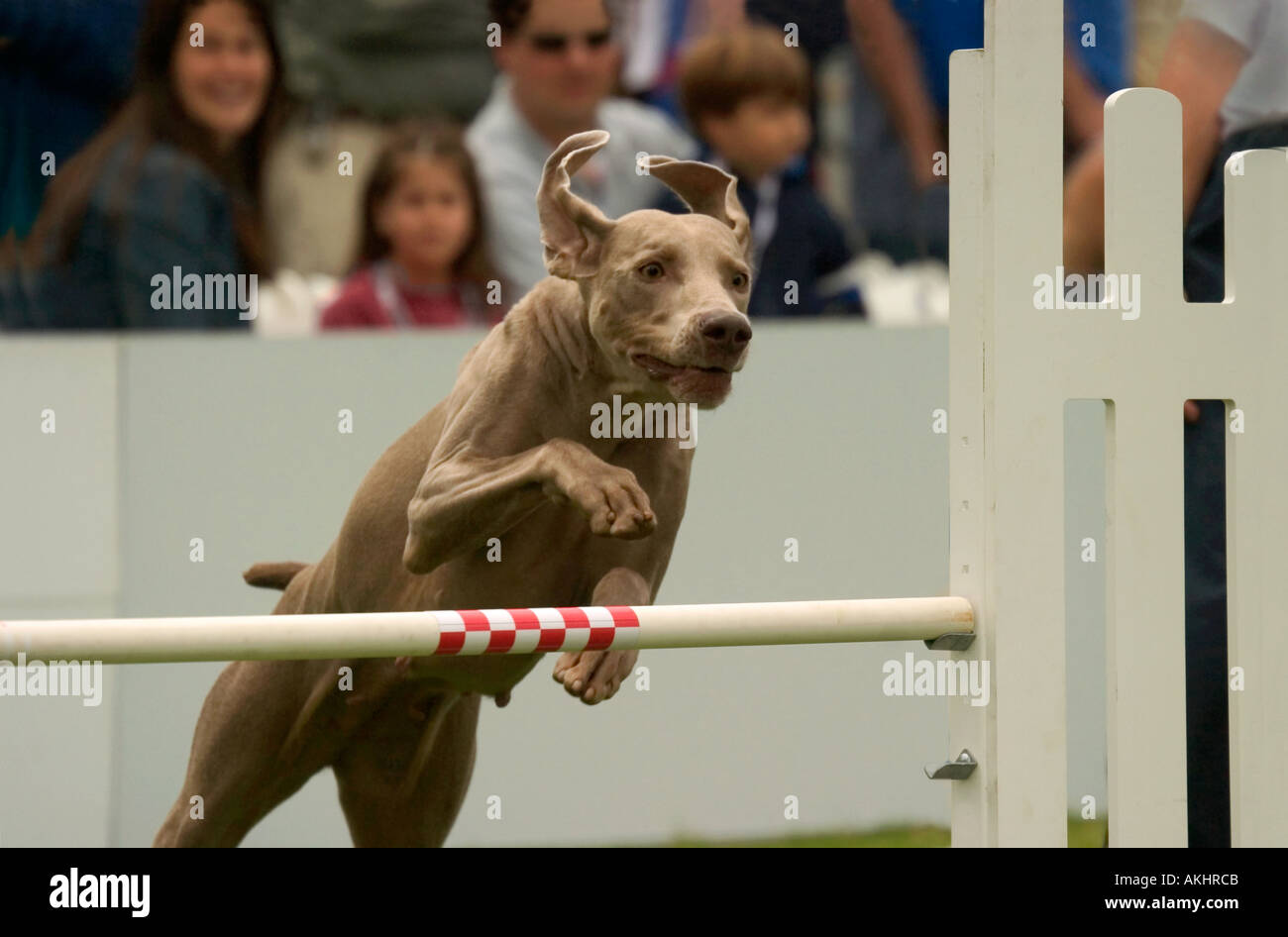 Weimaraners sont une grande race de chien de chasse originaire de l'Allemagne Banque D'Images