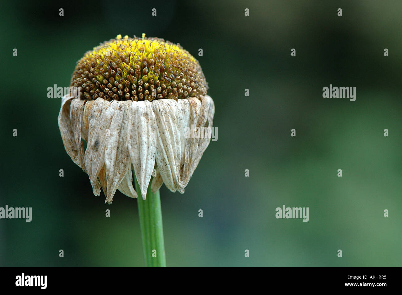 Leucanthemum vulgare - Marguerite Banque D'Images