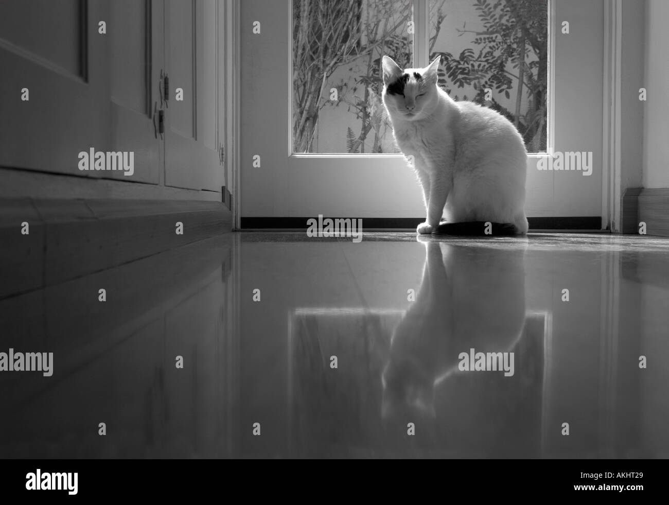 Un regal chat blanc se prélasse au soleil devant une porte avec son image reflétée dans l'étage. Banque D'Images