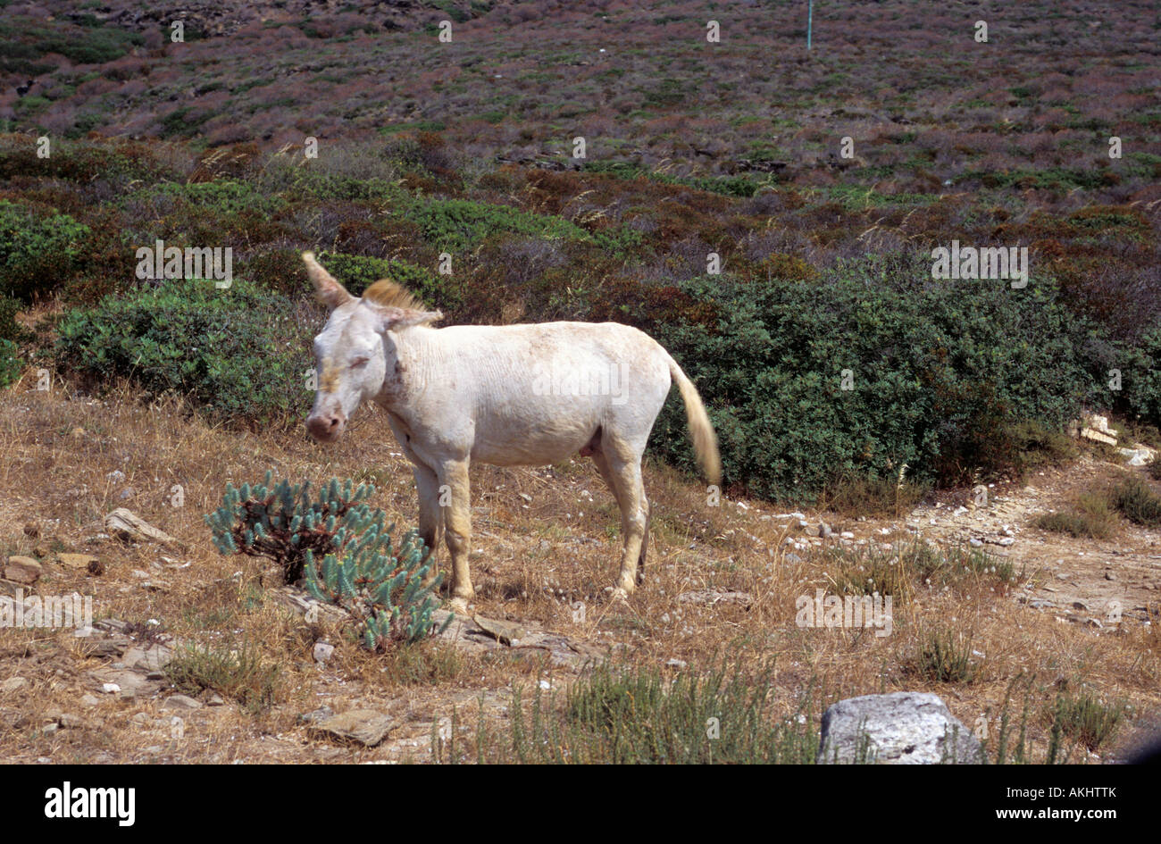 Asinara donkey Banque de photographies et d’images à haute résolution ...
