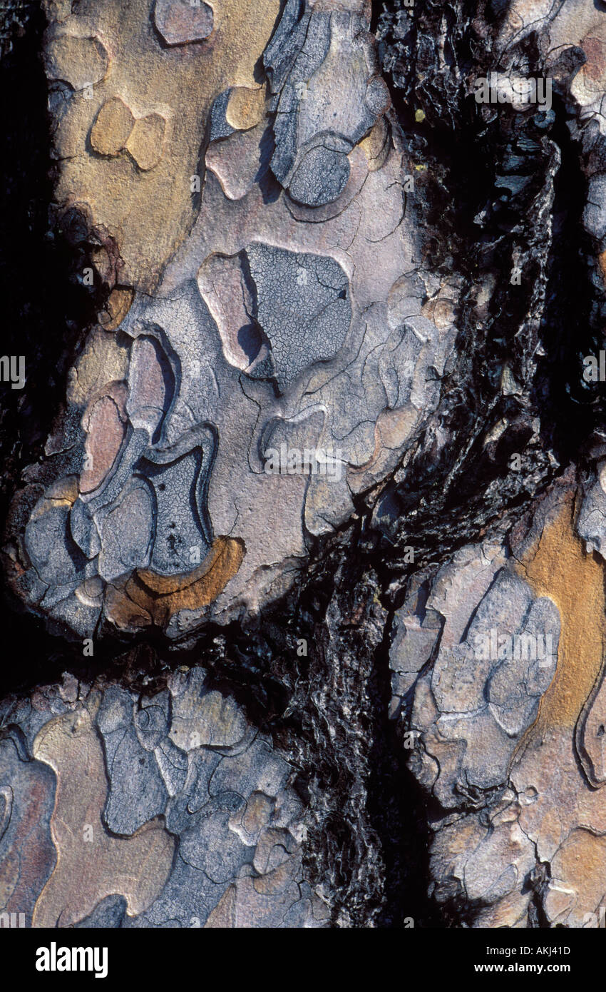 Écorce de pin sylvestre Pinus sylvestris Allemagne Banque D'Images