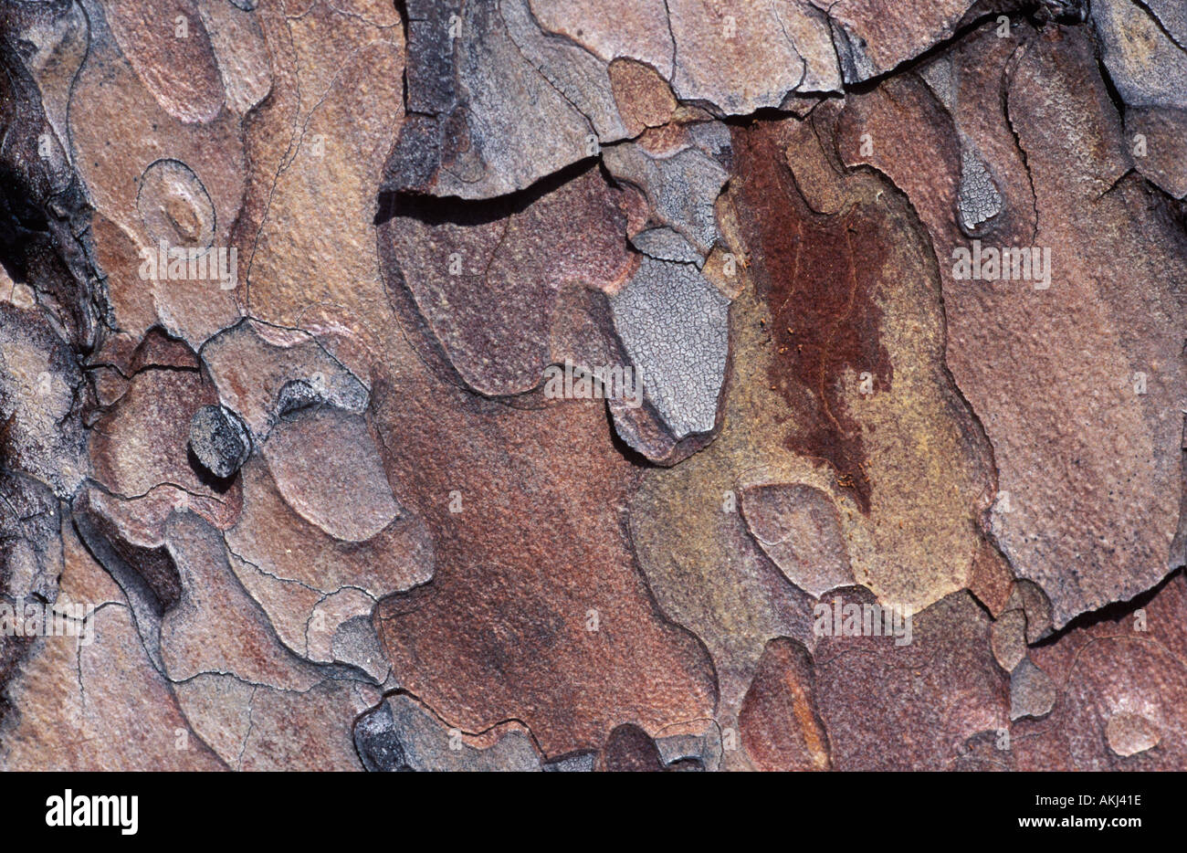 Écorce de pin sylvestre Pinus sylvestris Allemagne Banque D'Images