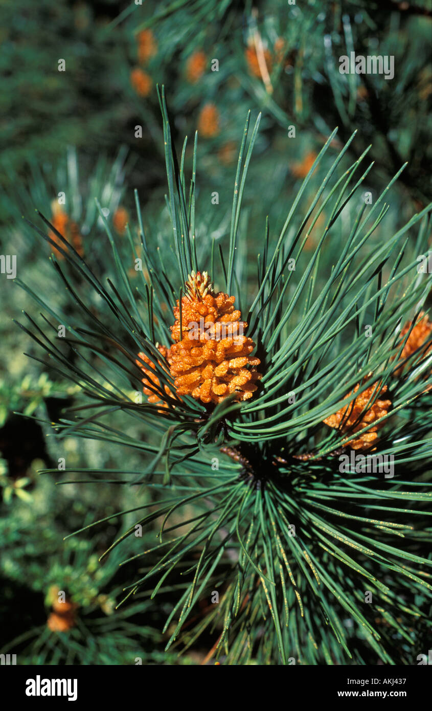 Les aiguilles de pin Pinus sp Espagne Banque D'Images