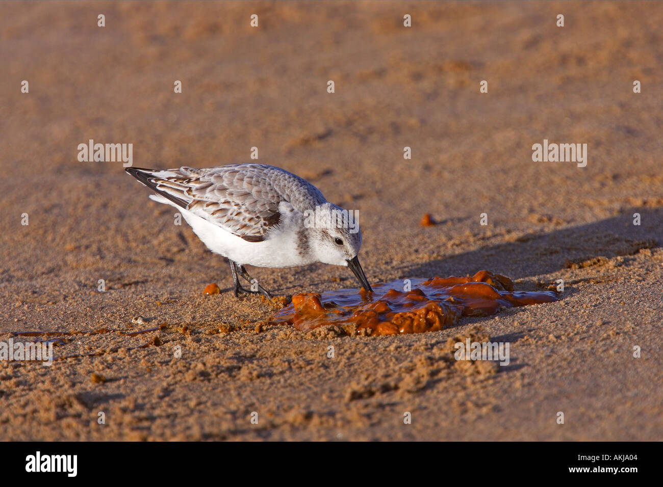 Bécasseau sanderling Calidris alba à vers dans les excréments d'étanchéité donna nook lincolnshire Banque D'Images