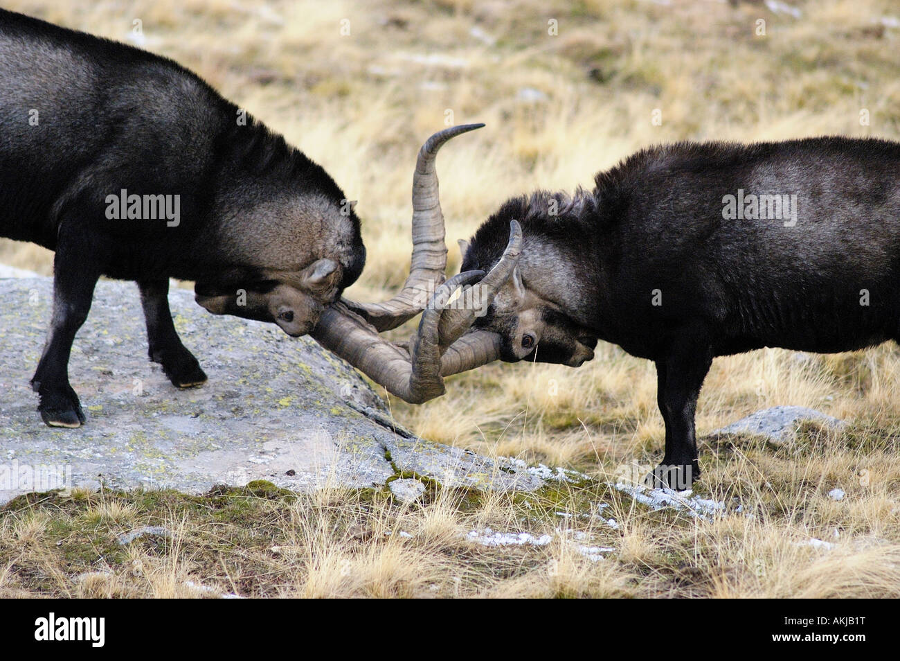 L'espagnol Ibex Capra pyrenaica vieux mâles combats durant la saison du rut Gredos Avila province Castille Leon Espagne Banque D'Images