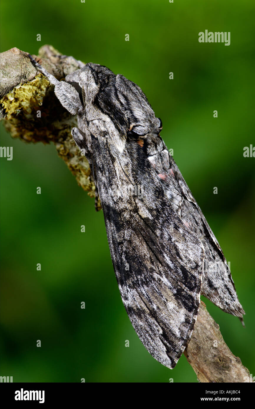 Convolvulus Hawk moth Agrius convolvuli au repos sur stick potton bedfordshire Banque D'Images