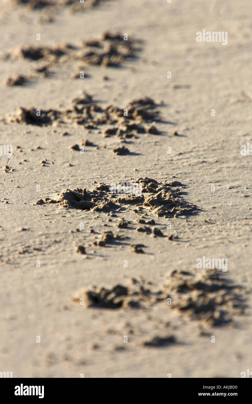 Seal imprime dans le sable Donna Nook Banque D'Images