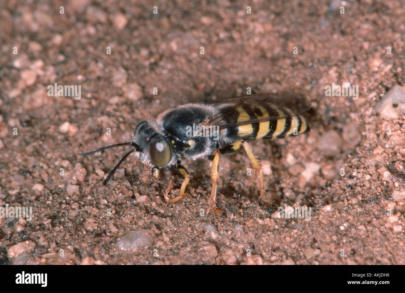 Digger Wasp, Bembix sp. Ce nid de clôture Banque D'Images