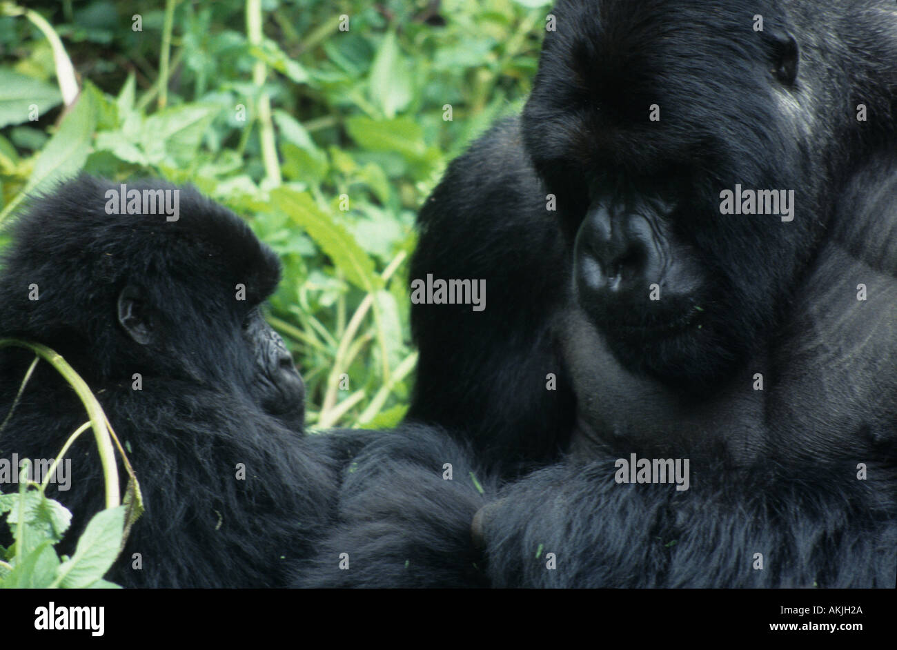 Les gorilles de montagne du Rwanda Rwanda Parc des Volcans Banque D'Images