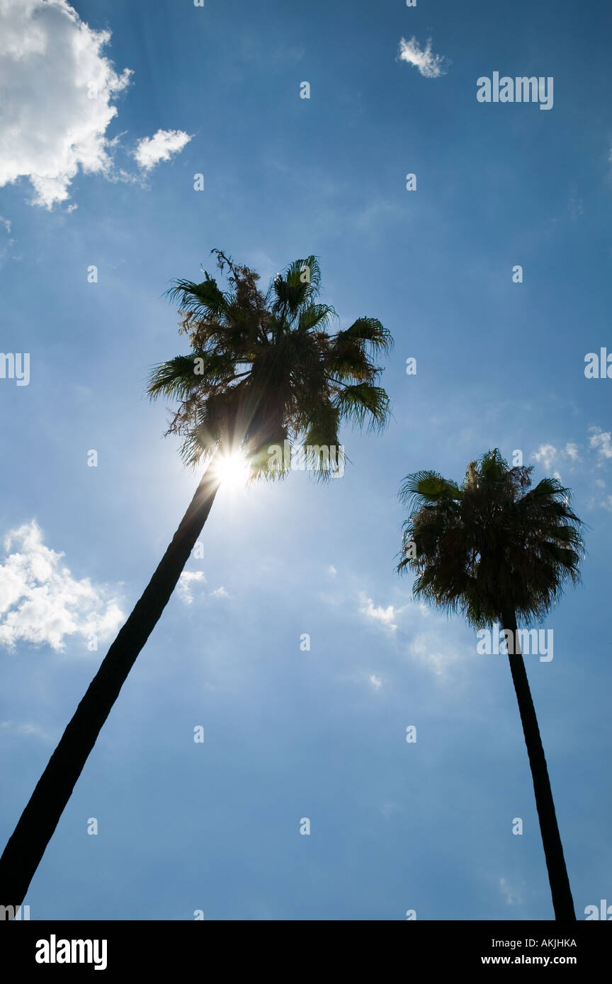 Deux palmiers avec ciel bleu Banque D'Images