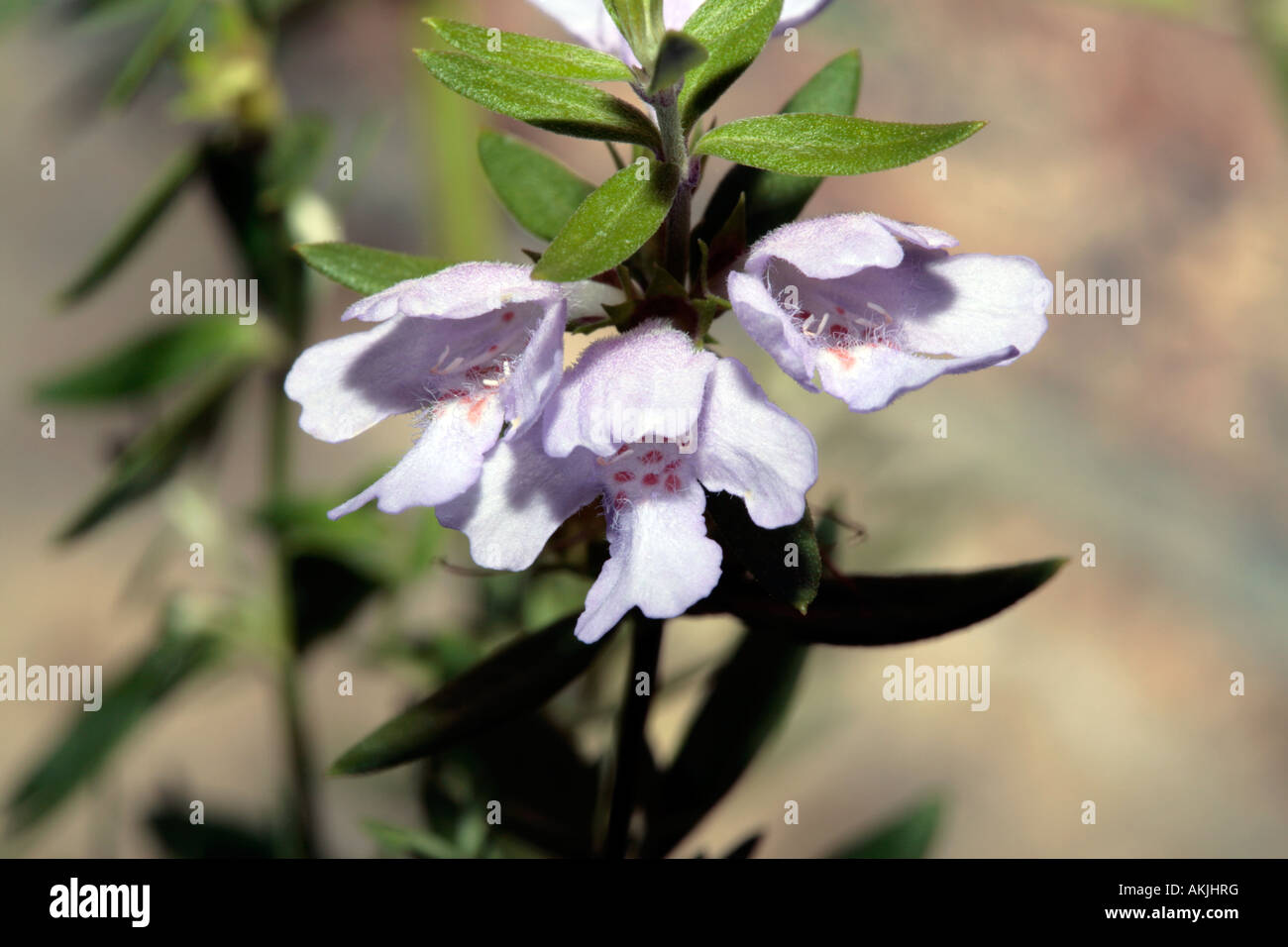 'Glabra Cadabra' - Westringia glabra hybrid-Famille Lamiaceae Banque D'Images