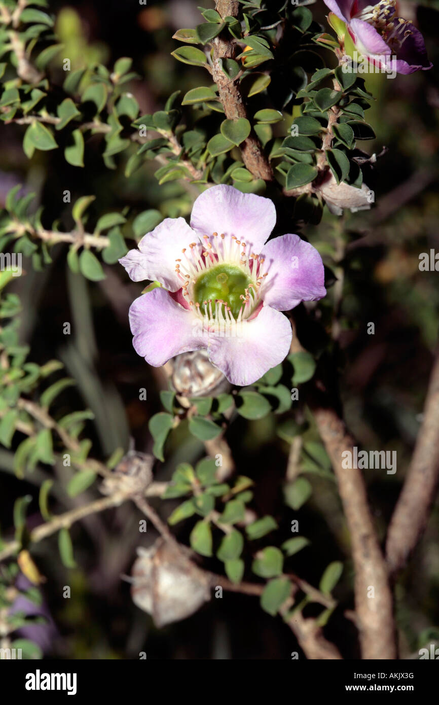 L'arbre de thé à feuilles rondes - Leptospermum rotundifolium syn. L scoparium variété rotundifolium- famille des Myrtaceae Banque D'Images