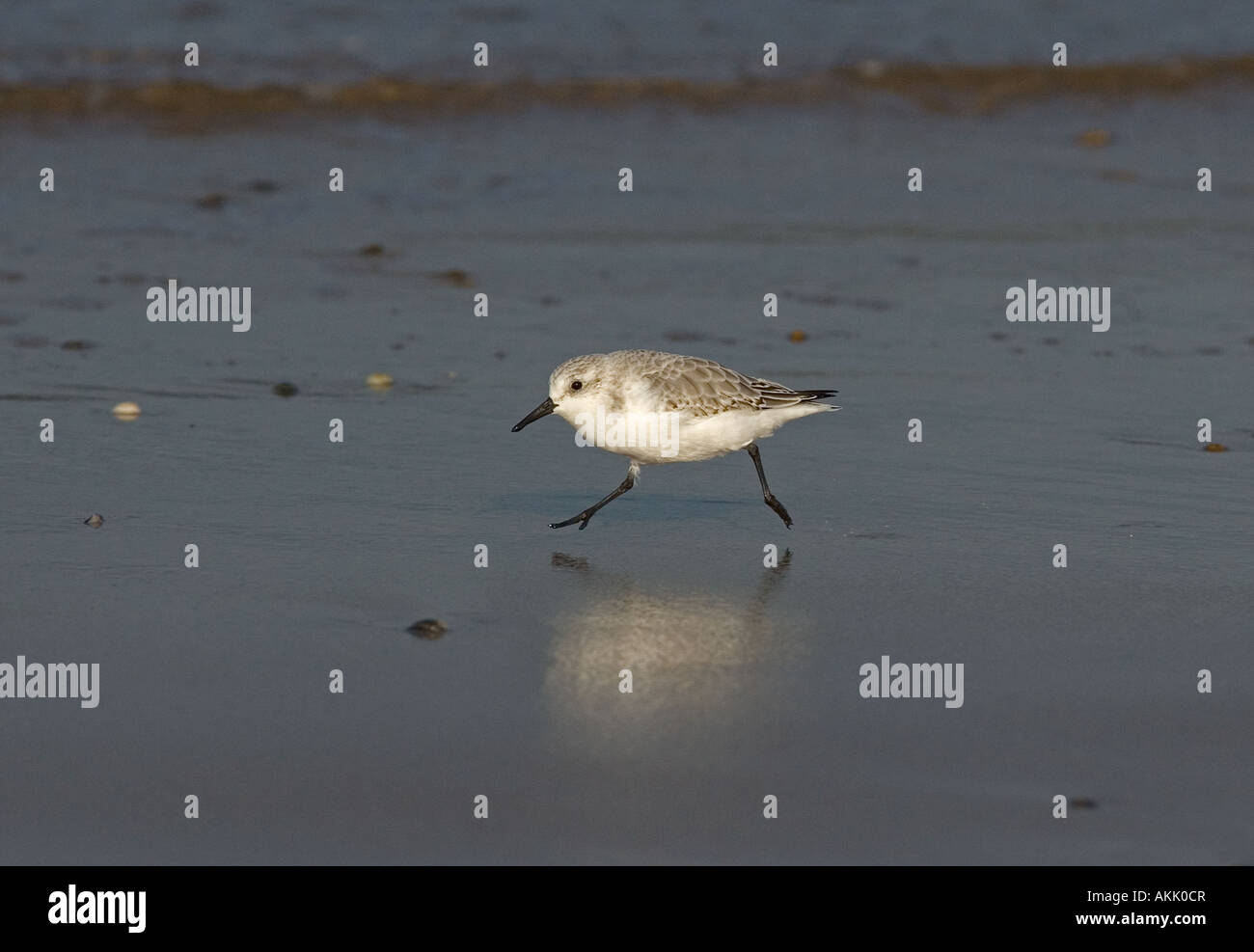 Bécasseau sanderling Calidris alba se nourrissant de North Norfolk Beach en hiver Banque D'Images