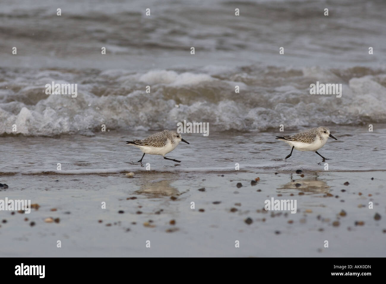 Les Bécasseaux sanderling Calidris alba en marche Banque D'Images