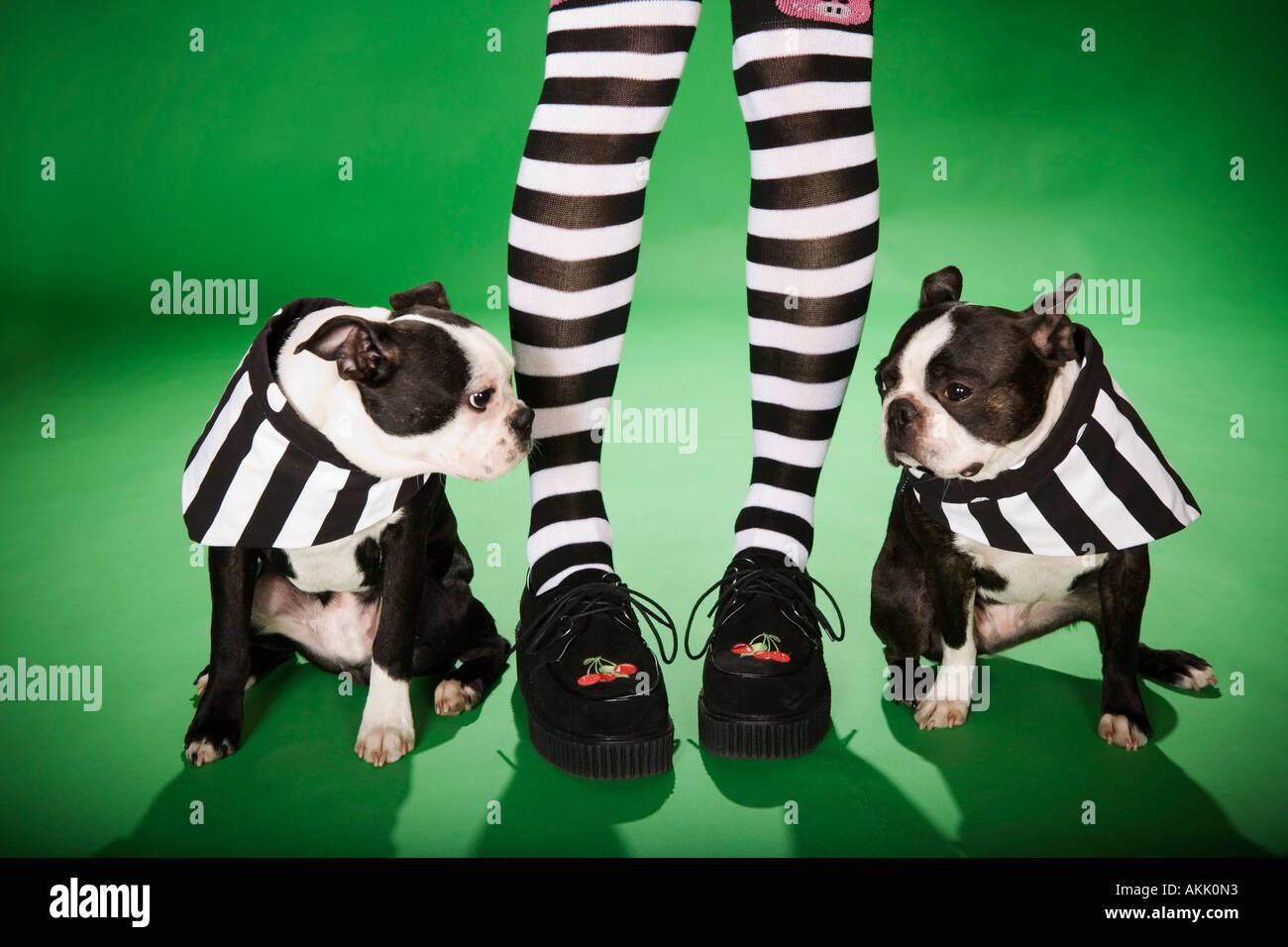 La section basse de femme de chaussettes et deux chiens Banque D'Images