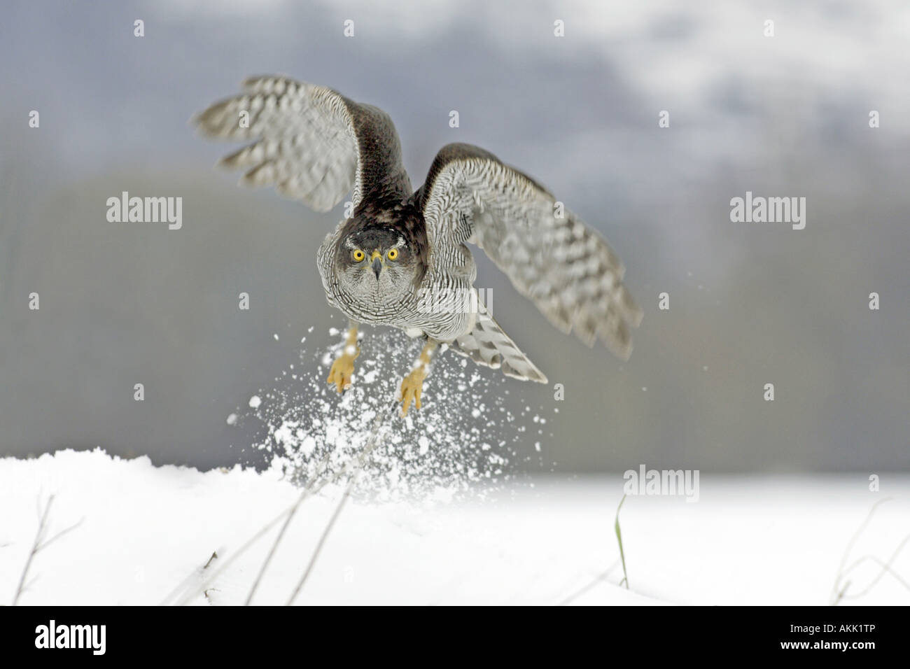 Autour des palombes (Accipiter gentilis), femme à partir de la neige Banque D'Images Autour des palombes (Accipiter gentilis), femme à partir de la neige Banque D'Images