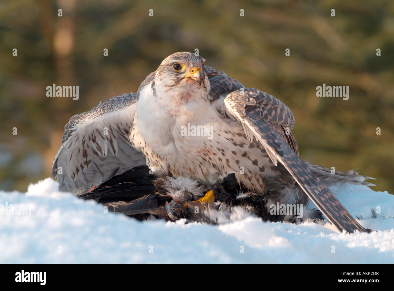 Faucon lanier (Falco biarmicus) sur les proies dans la neige Banque D'Images Faucon lanier (Falco biarmicus) sur les proies dans la neige Banque D'Images