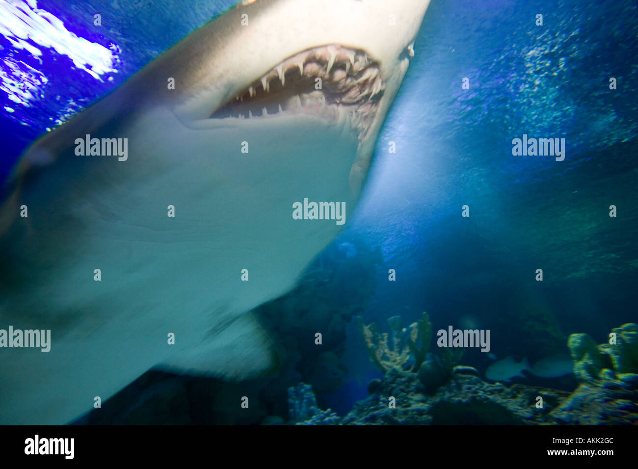 Close up d'un requin superorder elachimorpha Banque D'Images