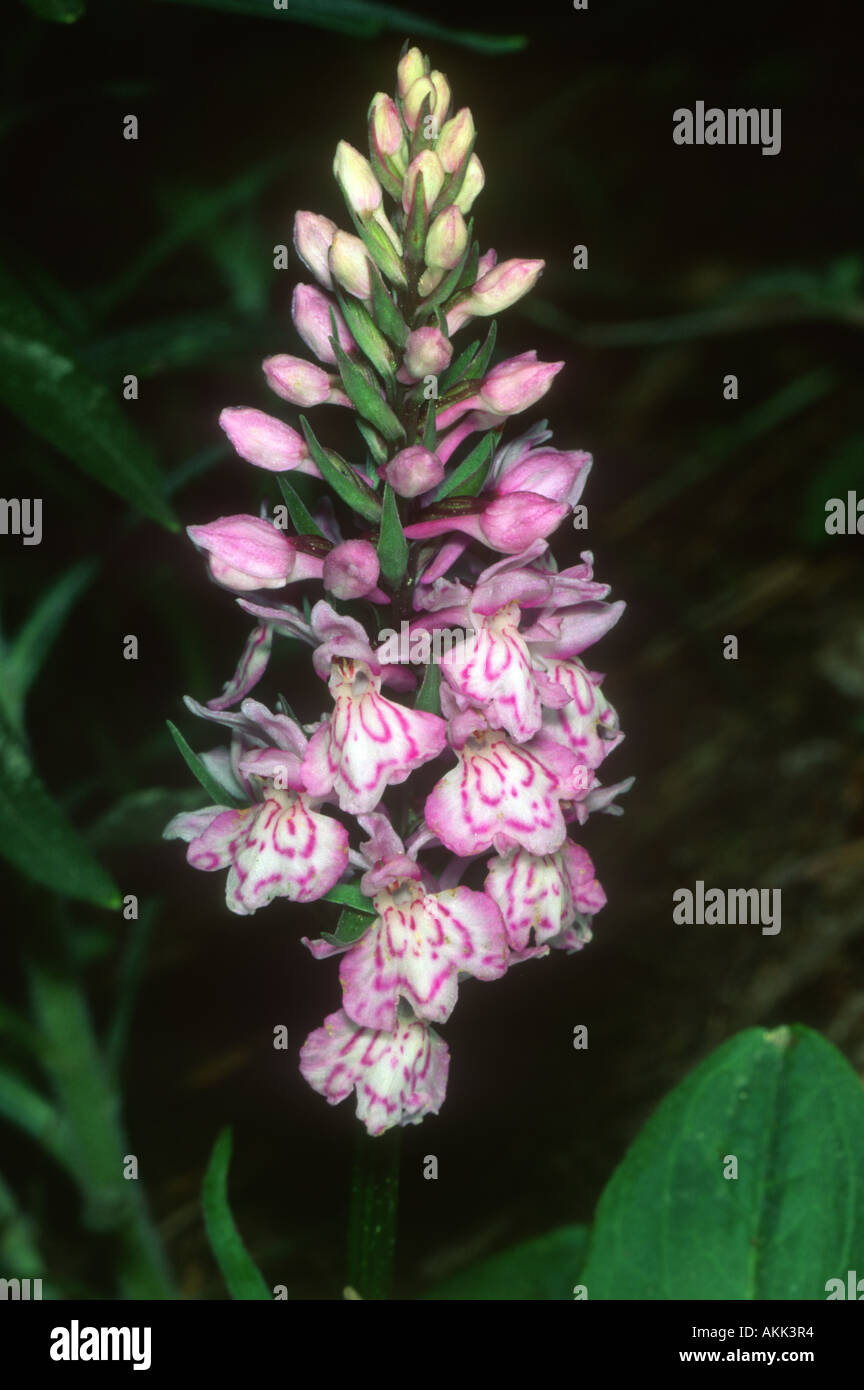 Heath Spotted Orchid, Dactylorhiza maculata. Fleurs close-up Banque D'Images