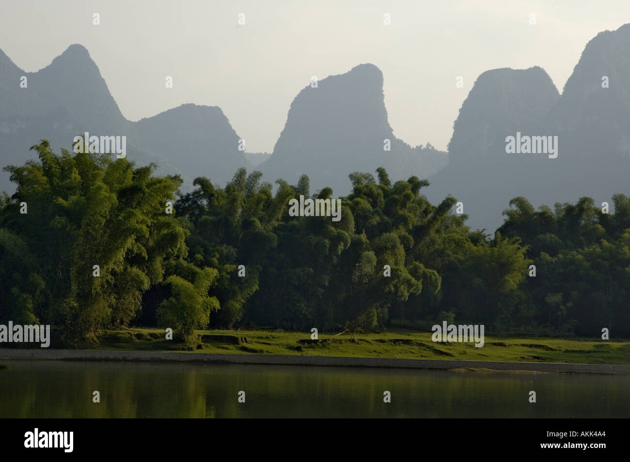 Chine Guangxi Xinping forêt de bambou sur les rives de la rivière Li Jiang Banque D'Images