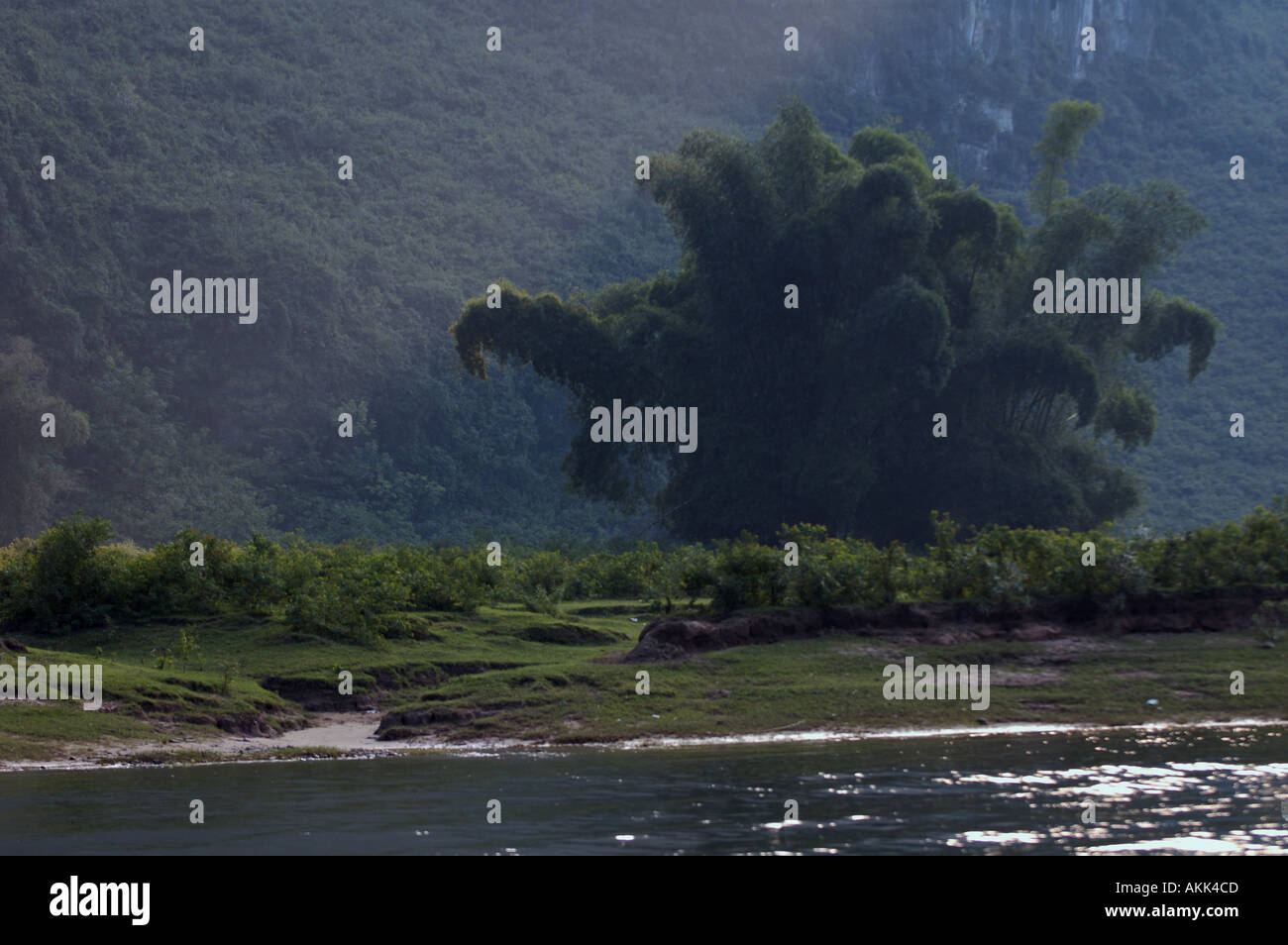 Chine Guangxi Xinping Bambous sur les rives de la rivière Li Jiang Banque D'Images