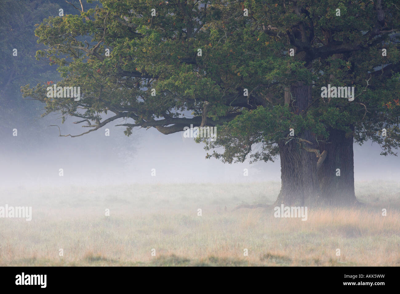 Vieux Chêne (Quercus sp.) dans la brume du matin Banque D'Images