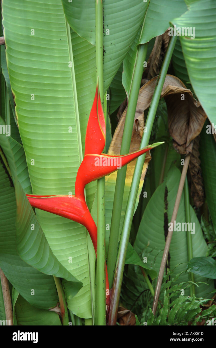 Helaconia avec plantes tropicales fleurs tropicales humides rouge vibrant Eden Project Biome Cornwall Royaume Uni Banque D'Images