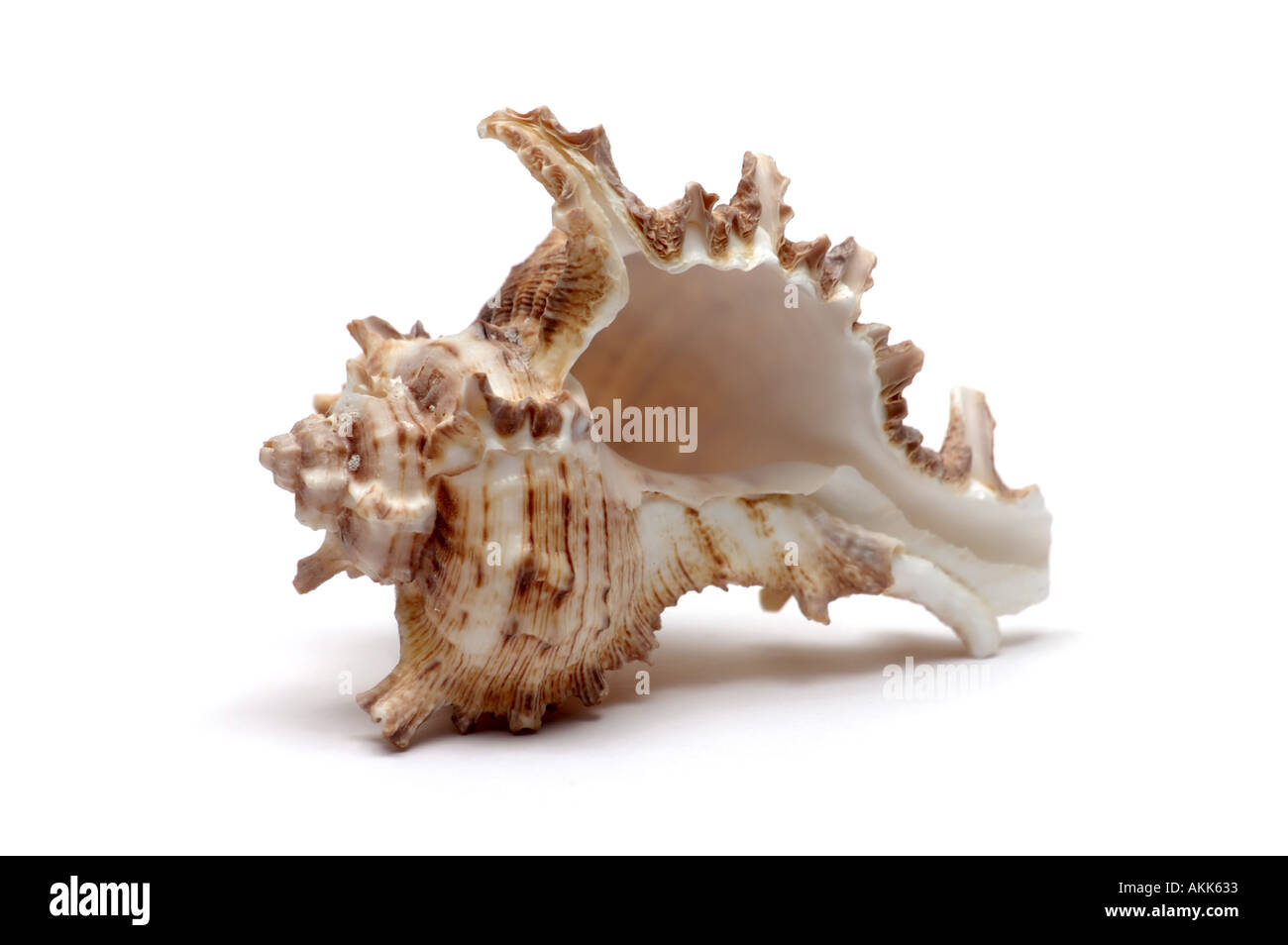 Sea Shell sur fond blanc Banque D'Images