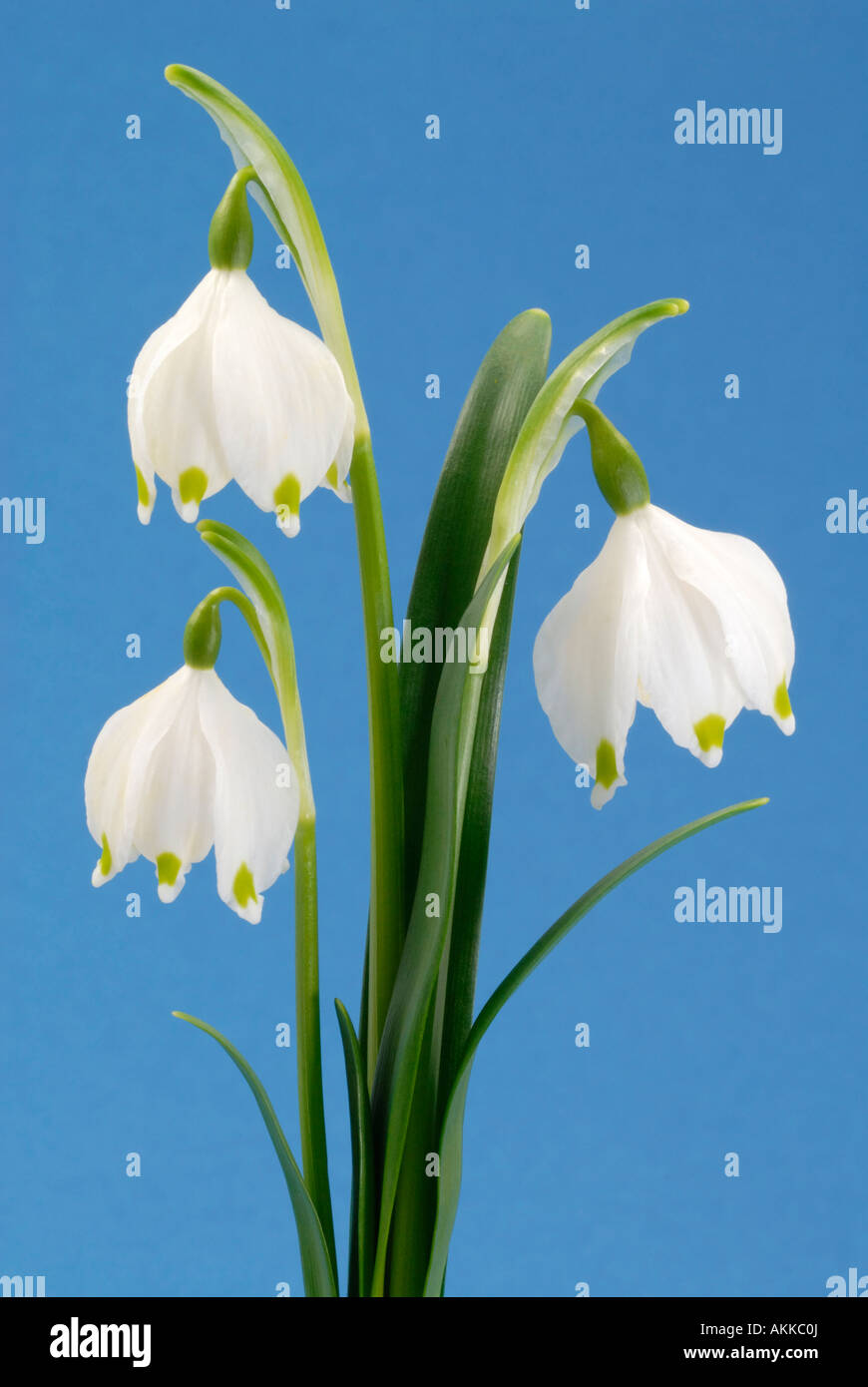 Printemps Leucojum vernum (flocon), plante à fleurs, studio photo Banque D'Images