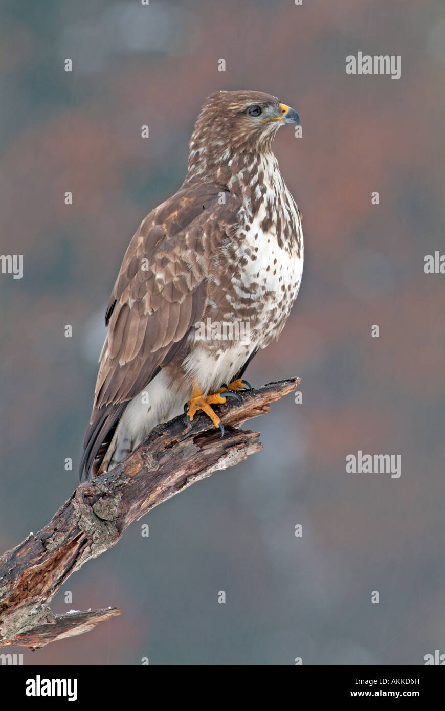 Buse variable (Buteo buteo) perché sur branch Banque D'Images