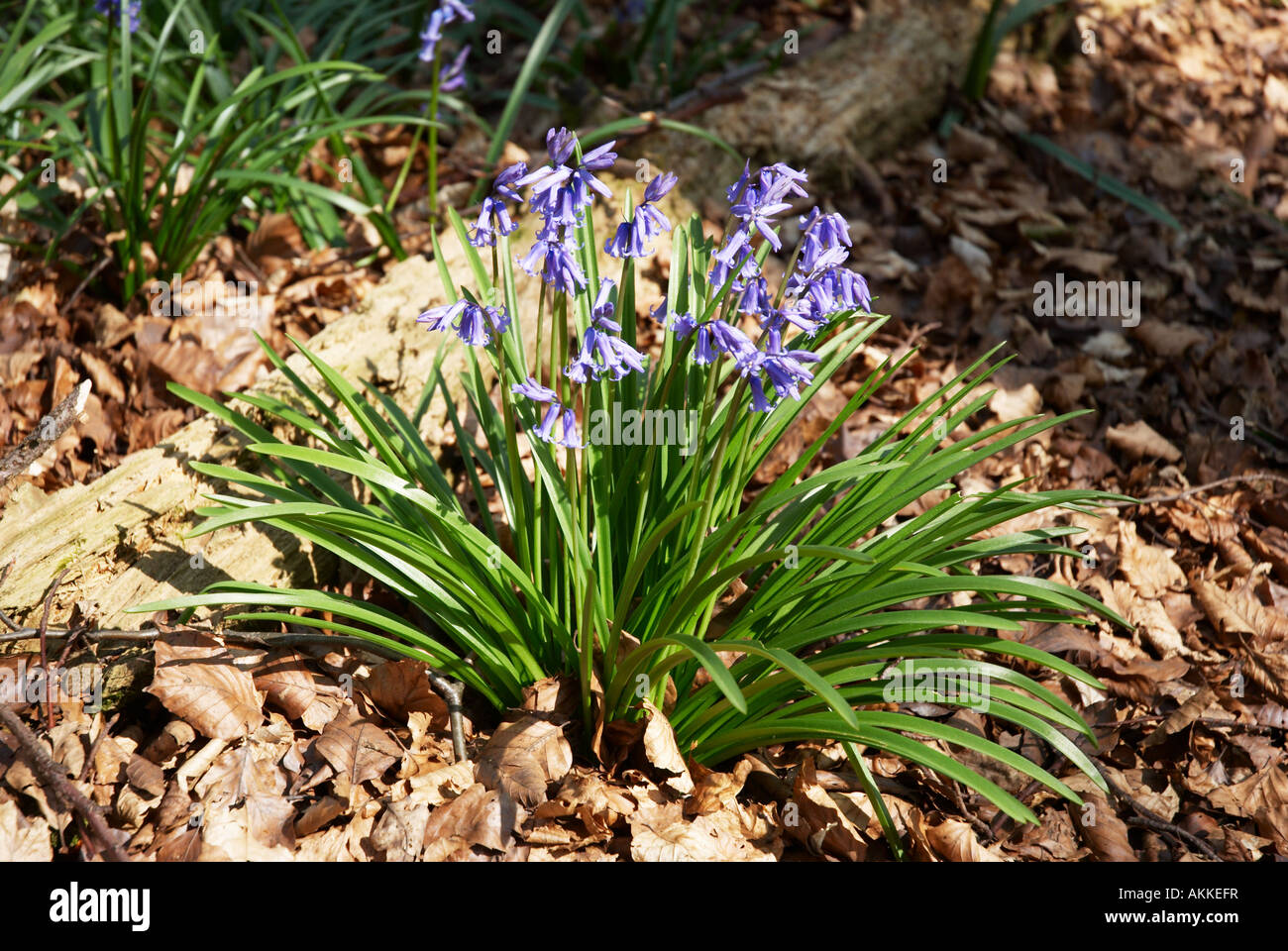 Bois de printemps en Dockey Bluebells, Ashridge Estate, Berkhamstead, Hertfordshire, England, UK. Banque D'Images