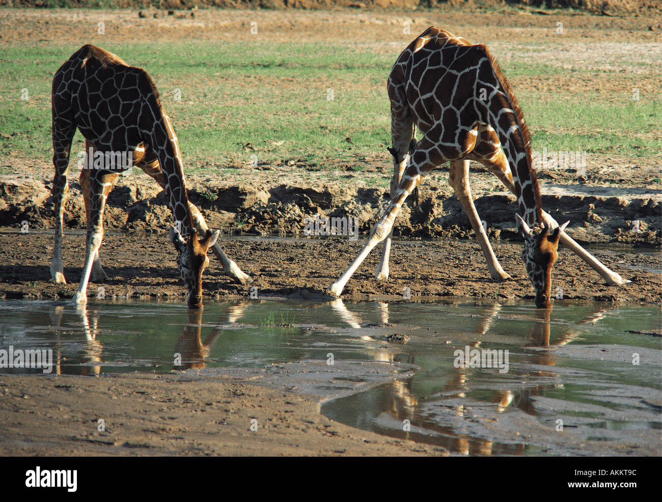 Giraffe réticulée de boire à l'Uaso Nyiro Samburu National Reserve Kenya Afrique de l'Est Banque D'Images